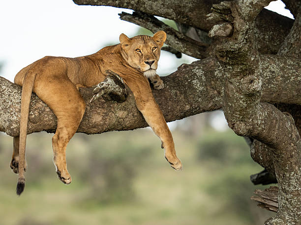 istockphoto 2219111159 612x612