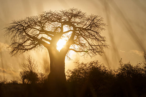 istockphoto 2253954127 612x612