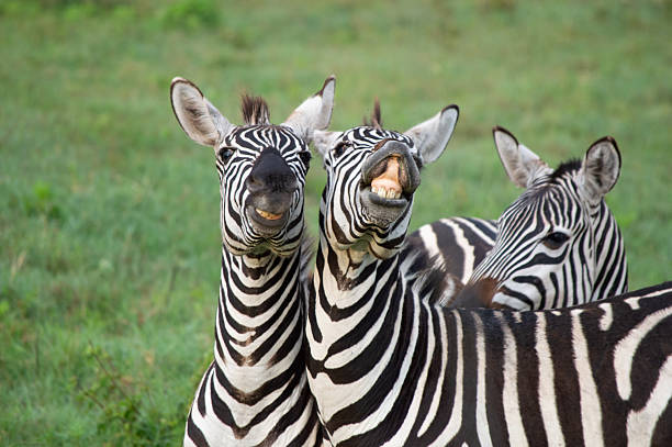 istockphoto 2269529753 612x612